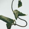 Honeysuckle wax candleholder