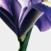 LOEWE Iris Root EDP 100ml