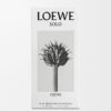 LOEWE Solo Cedro 50ml