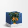 Medium Orange Blossom Candle