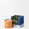 Medium Orange Blossom Candle