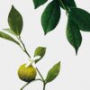 Midi Earl Grey Candle