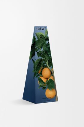 Orange Blossom wax candleholder