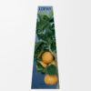 Orange Blossom wax candleholder