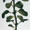 Oregano room spray