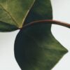 Small Ivy Candle