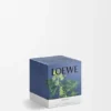 Small Ivy Candle Small Ivy Candle