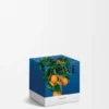 Small Orange Blossom Candle