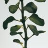 Large Oregano Candle